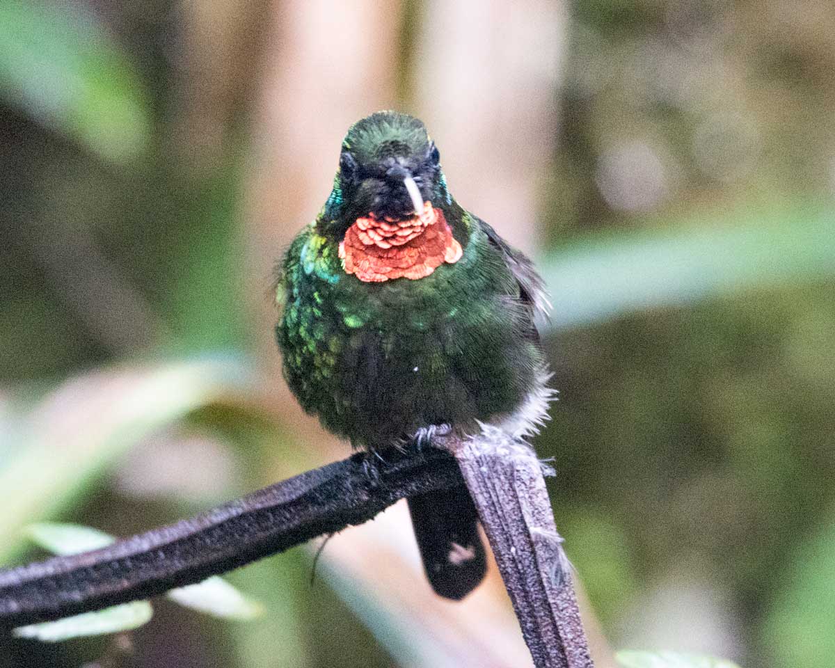 The Flame-throated Sunangel, Tapichalaca Reserve, Ecuador | ©Angela Drake The Flame-throated Sunangel, Tapichalaca Reserve, Ecuador | ©Angela Drake