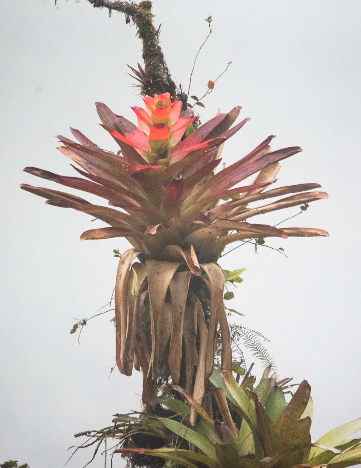 A red bromeliad shines even on rainy day, Tapichalaca Reserve, Ecuador | ©Angela Drake A red bromeliad shines even on rainy day, Tapichalaca Reserve, Ecuador | ©Angela Drake