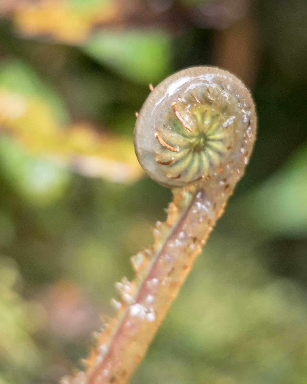 Unfurled fern, Tapichalaca Reserve, Ecuador | ©Angela Drake Unfurled fern, Tapichalaca Reserve, Ecuador | ©Angela Drake