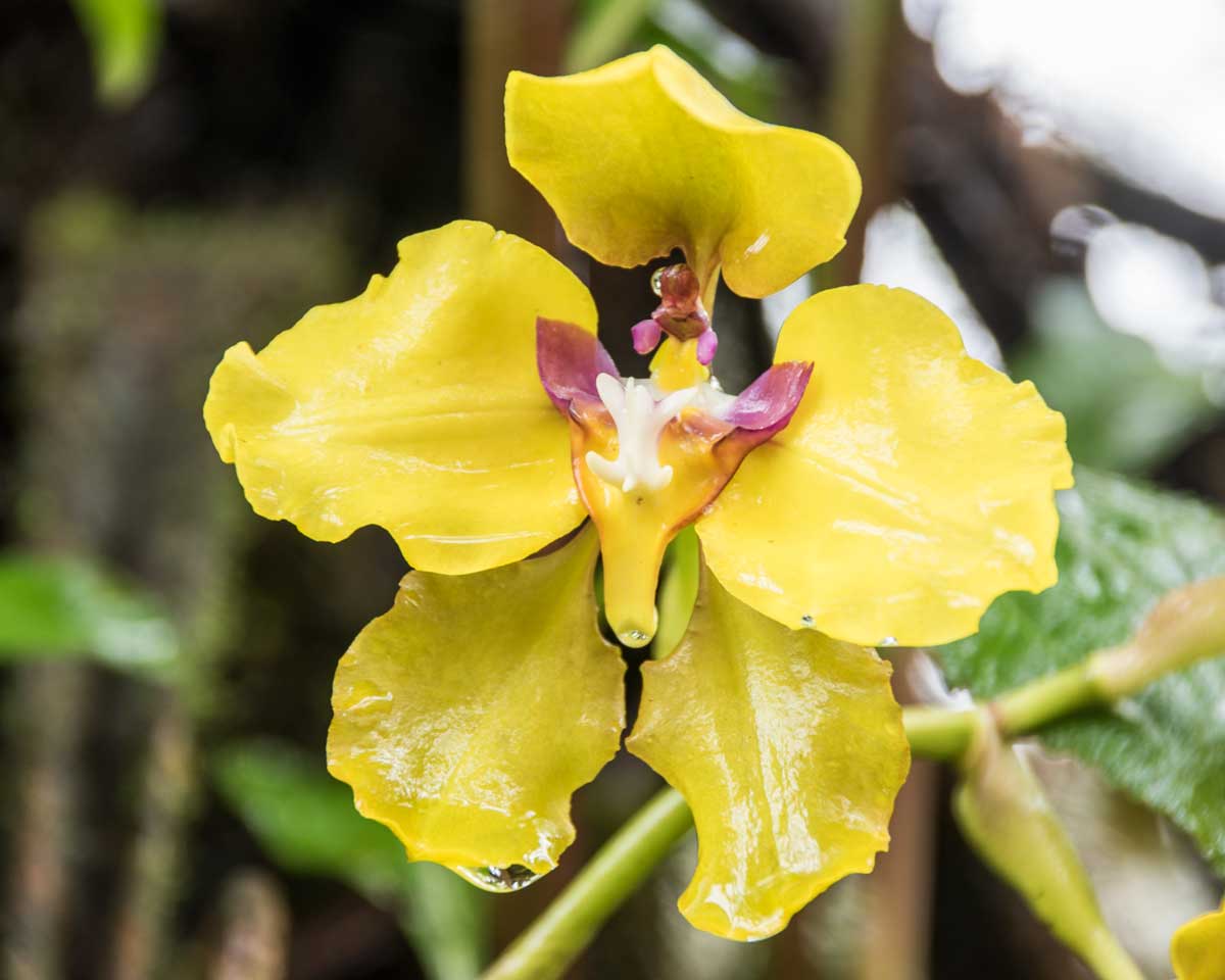 Orchid, Tapichalaca Reserve, Ecuador | ©Angela Drake Orchid, Tapichalaca Reserve, Ecuador | ©Angela Drake