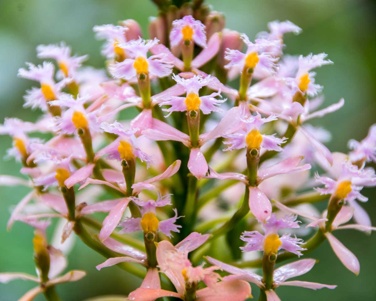 Flor de Cristo Orchid, Tapichalaca Reserve, Ecuador | ©Angela Drake Flor de Cristo Orchid, Tapichalaca Reserve, Ecuador | ©Angela Drake