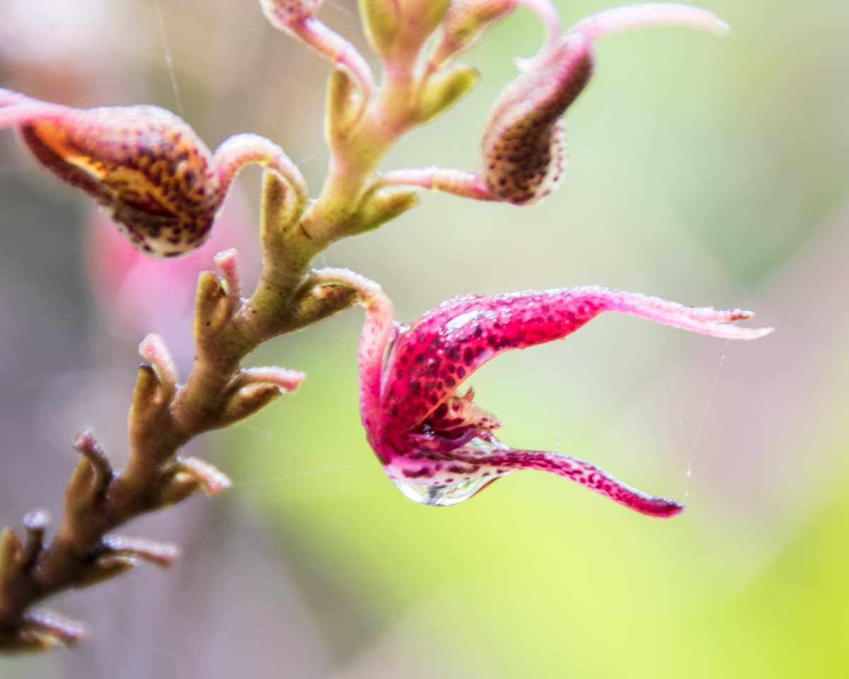 Orchid, Tapichalaca Reserve, Ecuador | ©Angela Drake Orchid, Tapichalaca Reserve, Ecuador | ©Angela Drake
