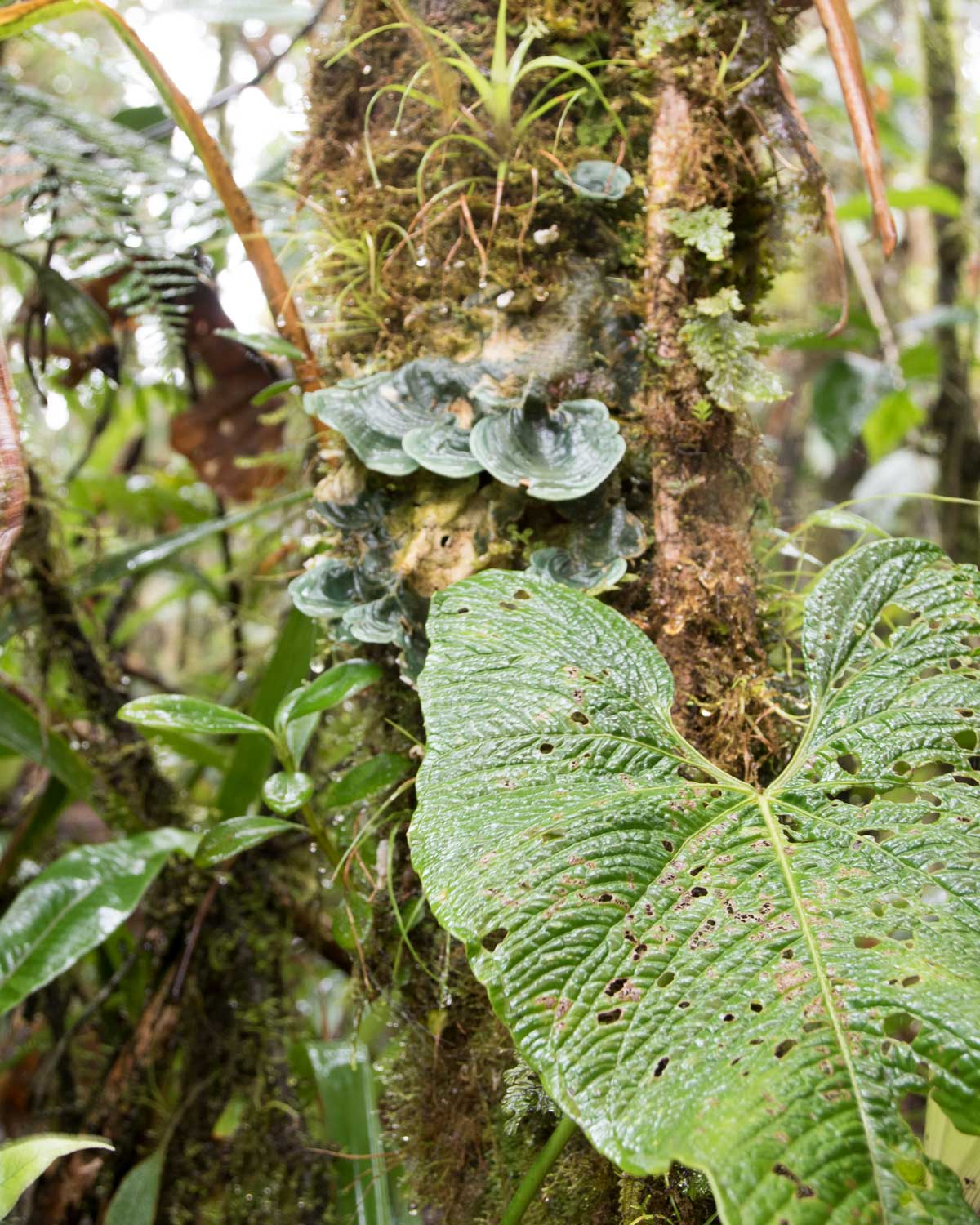 Flora, Tapichalaca Reserve, Ecuador | ©Angela Drake Flora, Tapichalaca Reserve, Ecuador | ©Angela Drake