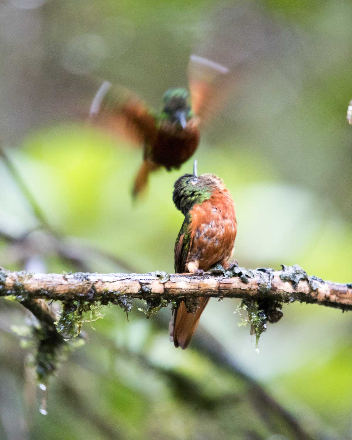 Chestnut-breasted Coronets, Tapichalaca Reserve, Ecuador | ©Angela Drake Chestnut-breasted Coronets, Tapichalaca Reserve, Ecuador | ©Angela Drake