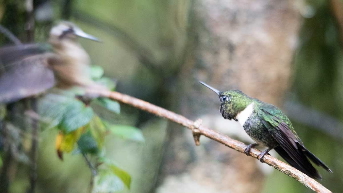 Gorgeted Sunangel threatens a Speckled Hummingbird, Tapichalaca Reserve, Ecuador | ©Angela Drake Gorgeted Sunangel threatens a Speckled Hummingbird, Tapichalaca Reserve, Ecuador | ©Angela Drake