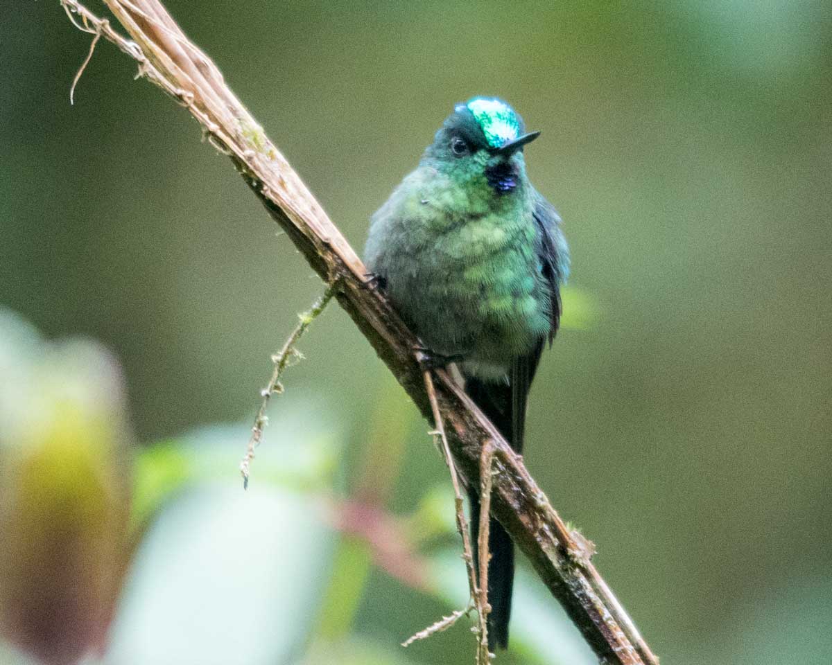 Long-tailed Sylph, Tapichalaca Reserve, Ecuador | ©Angela Drake Long-tailed Sylph, Tapichalaca Reserve, Ecuador | ©Angela Drake