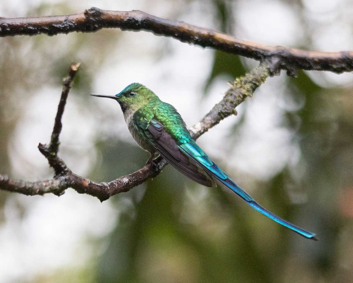 Long-tailed Sylph, Tapichalaca Reserve, Ecuador | ©Angela Drake Long-tailed Sylph, Tapichalaca Reserve, Ecuador | ©Angela Drake