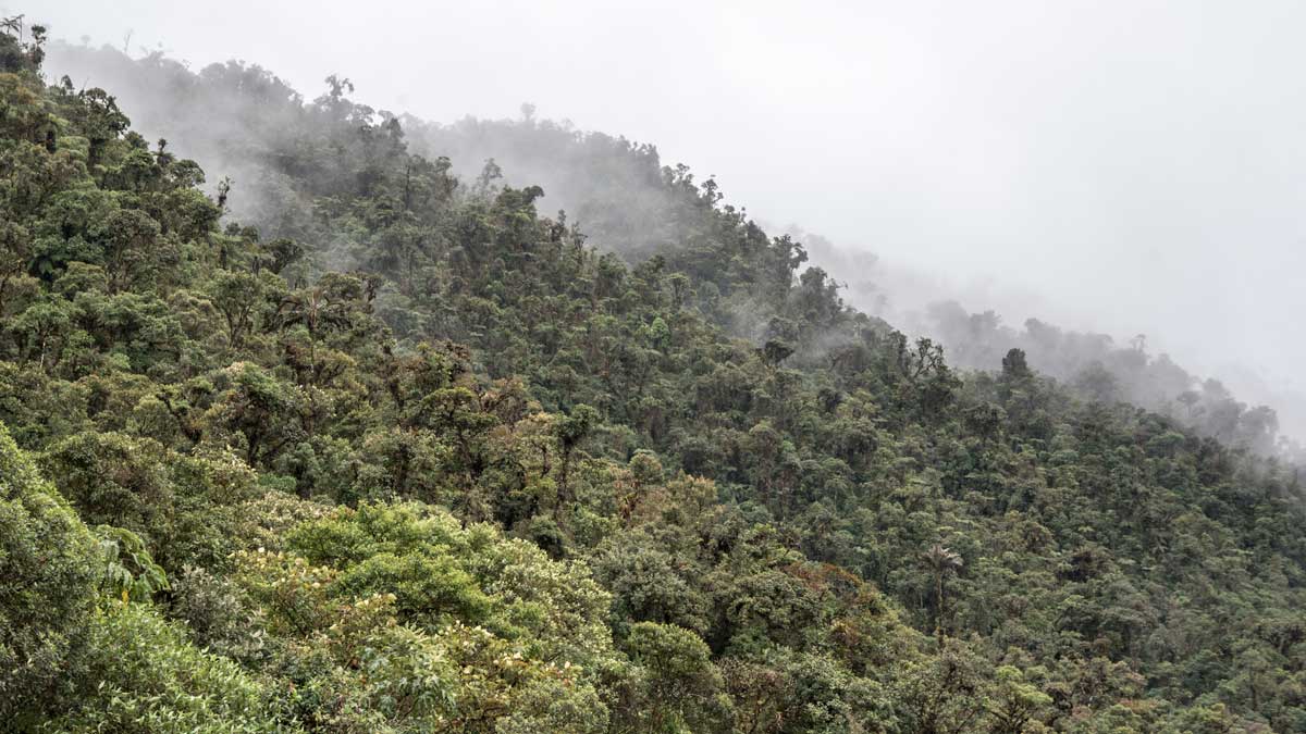 View from Casa Simpson, Tapichalaca Reserve, Ecuador | ©Angela Drake View from Casa Simpson, Tapichalaca Reserve, Ecuador | ©Angela Drake