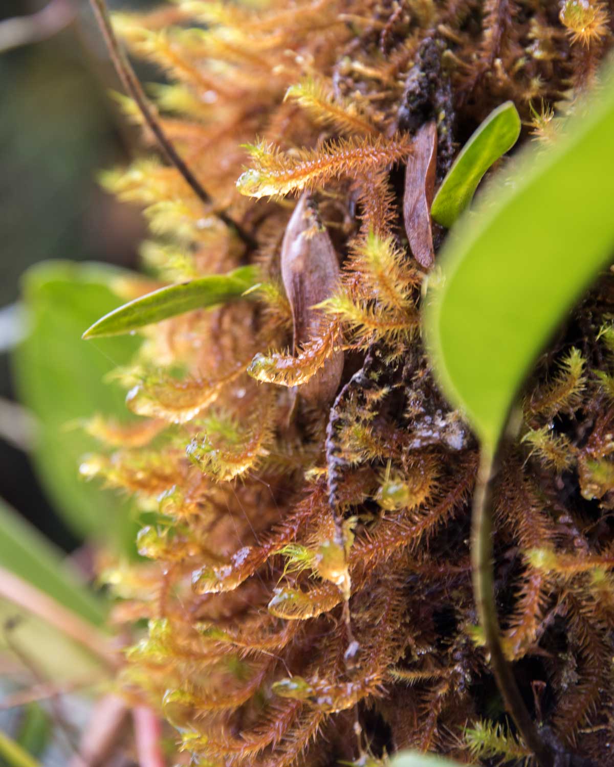 Mosses, Tapichalaca Reserve, Ecuador | ©Angela Drake Mosses, Tapichalaca Reserve, Ecuador | ©Angela Drake