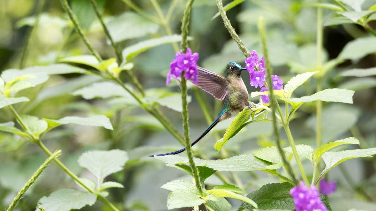 Easy-To-See Hummingbirds in Southern Ecuador!