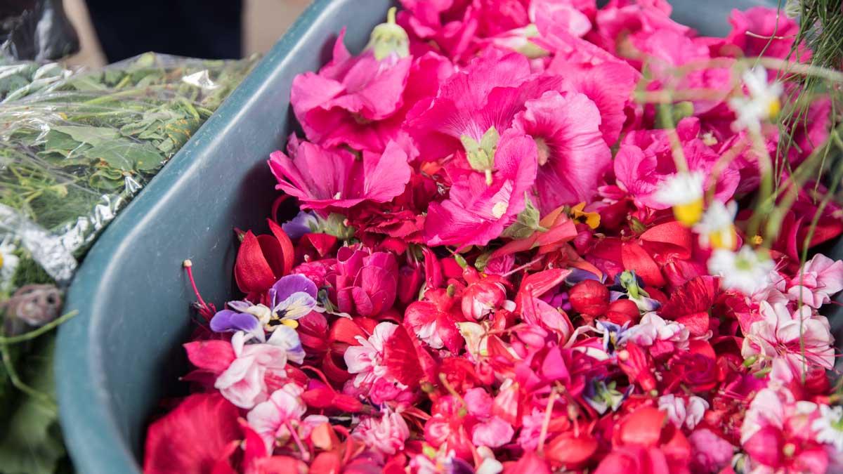 Edible Flowers for Ecuadorian Horchata | ©Angela Drake