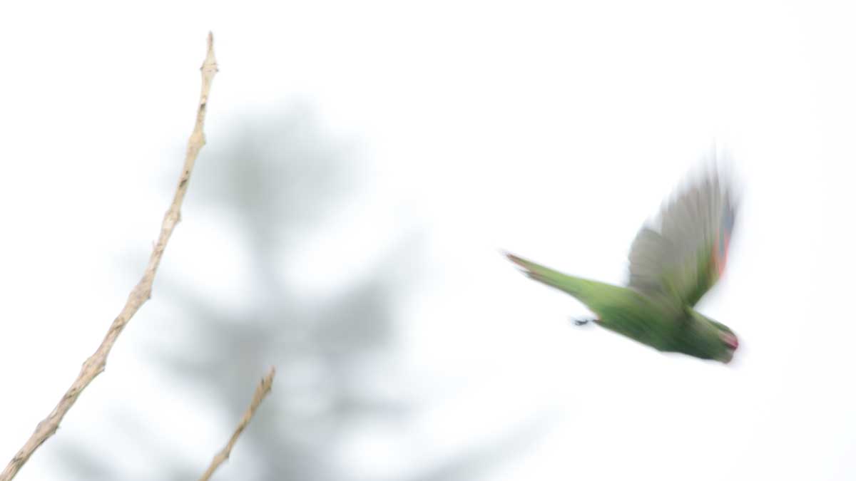 The Adorable El Oro Parakeet of Western Ecuador