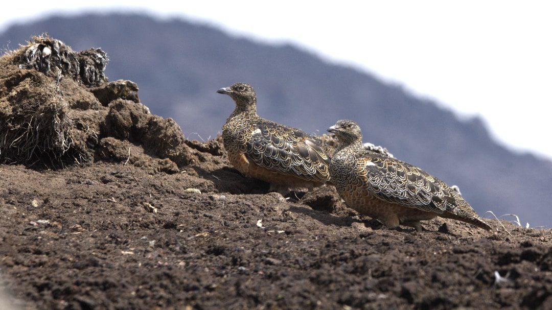 Rufous-bellied Seedsnipe, Chimborazo, Ecuador | ©Ángela Drake Dos Seedsnipes de vientre rufuoso, un suelo