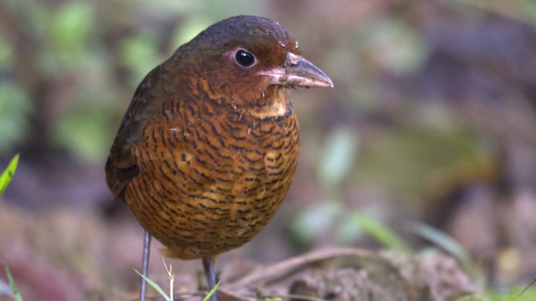 Maria, the Giant Antpitta; Refugio Paz de las Aves, Nanegalito, Ecuador | ©Angela Drake A Giant Antpitta with its long legs, stocky rufous colored body, and wide beak poses for the camera