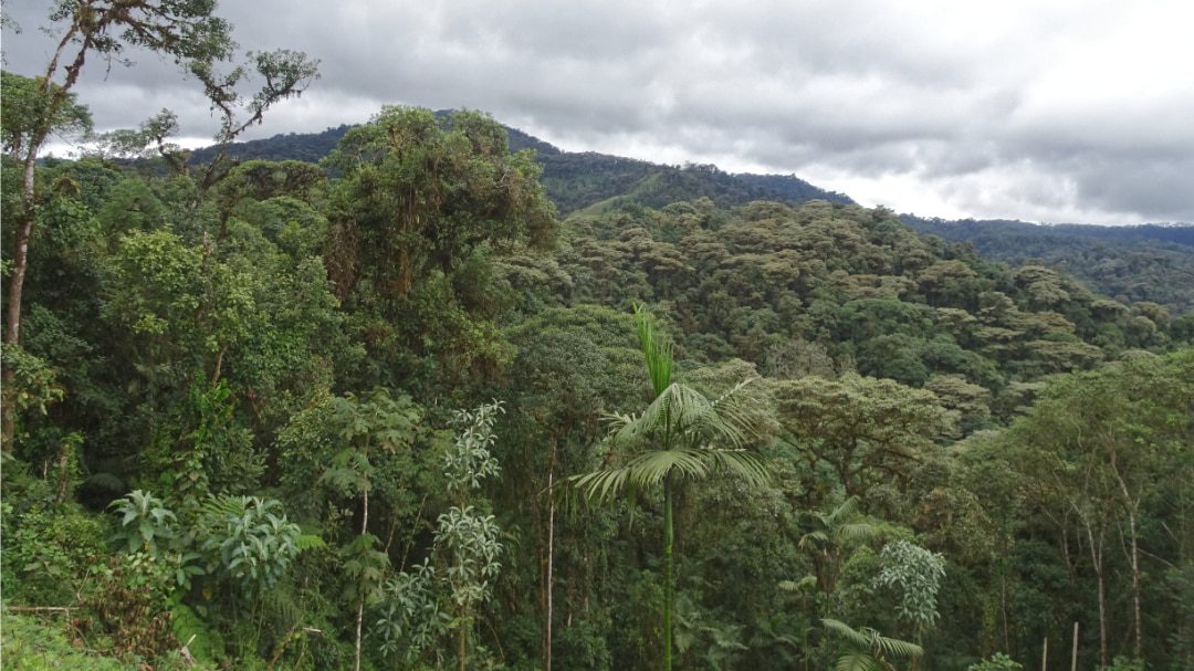 Primary Forest of Refugio Paz de las Aves, Mindo, Ecuador | ©Tim Marlow Dense forest in foreground, view of foothills and overcast, cloudy sky in background