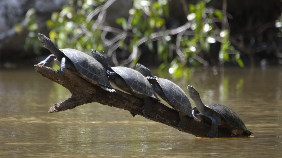 Into the Amazon With Cuyabeno’s Indigenous Communities