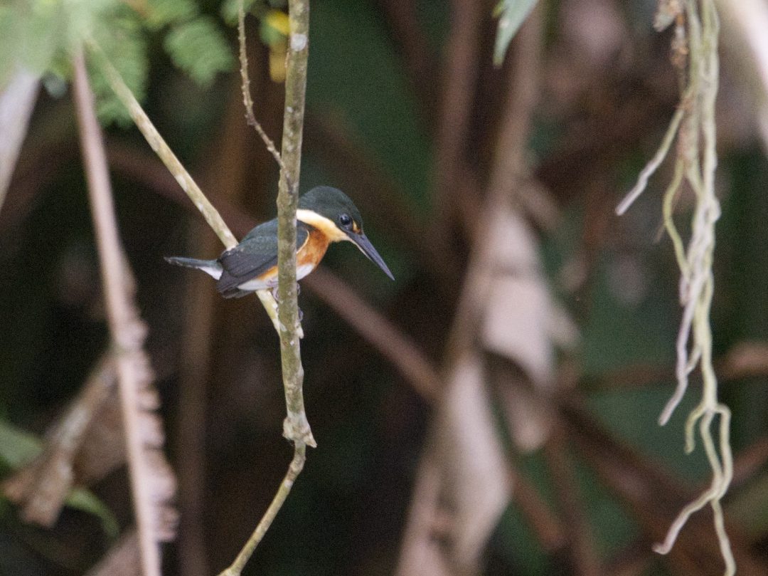 A White-tailed Trogon perched on a branch at Rio Silanche, Ecuador