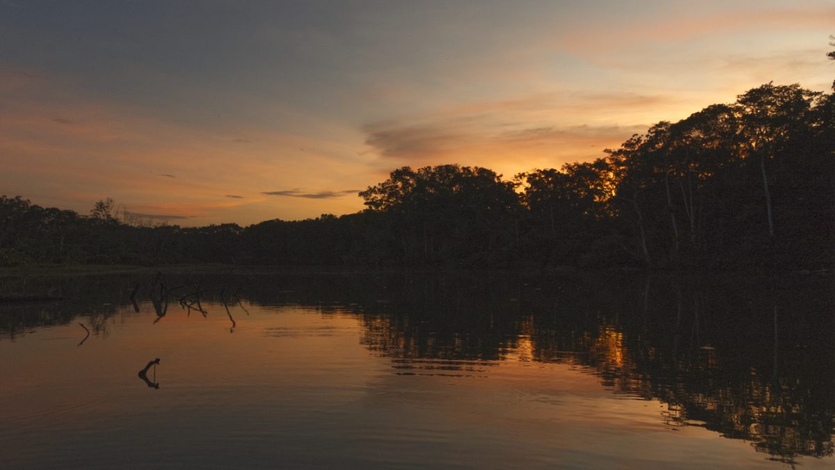 Planifica tu viaje a la Reserva Biológica Limoncocha de Ecuador
