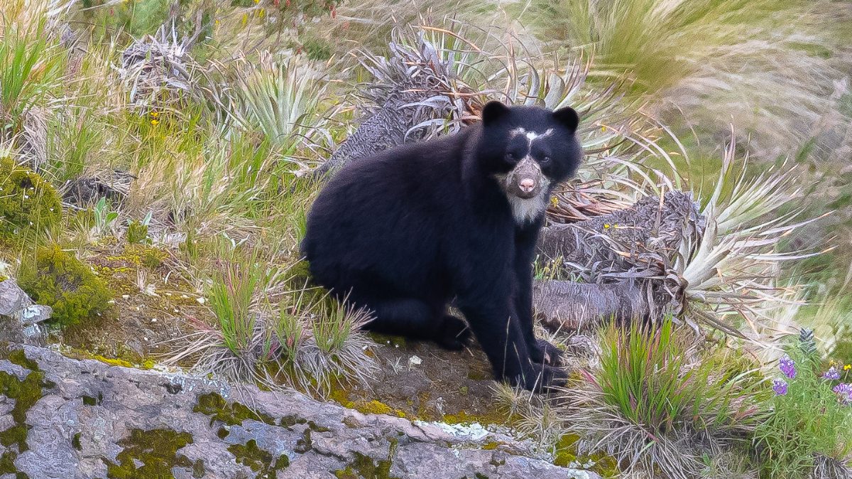 En busca del oso andino de anteojos