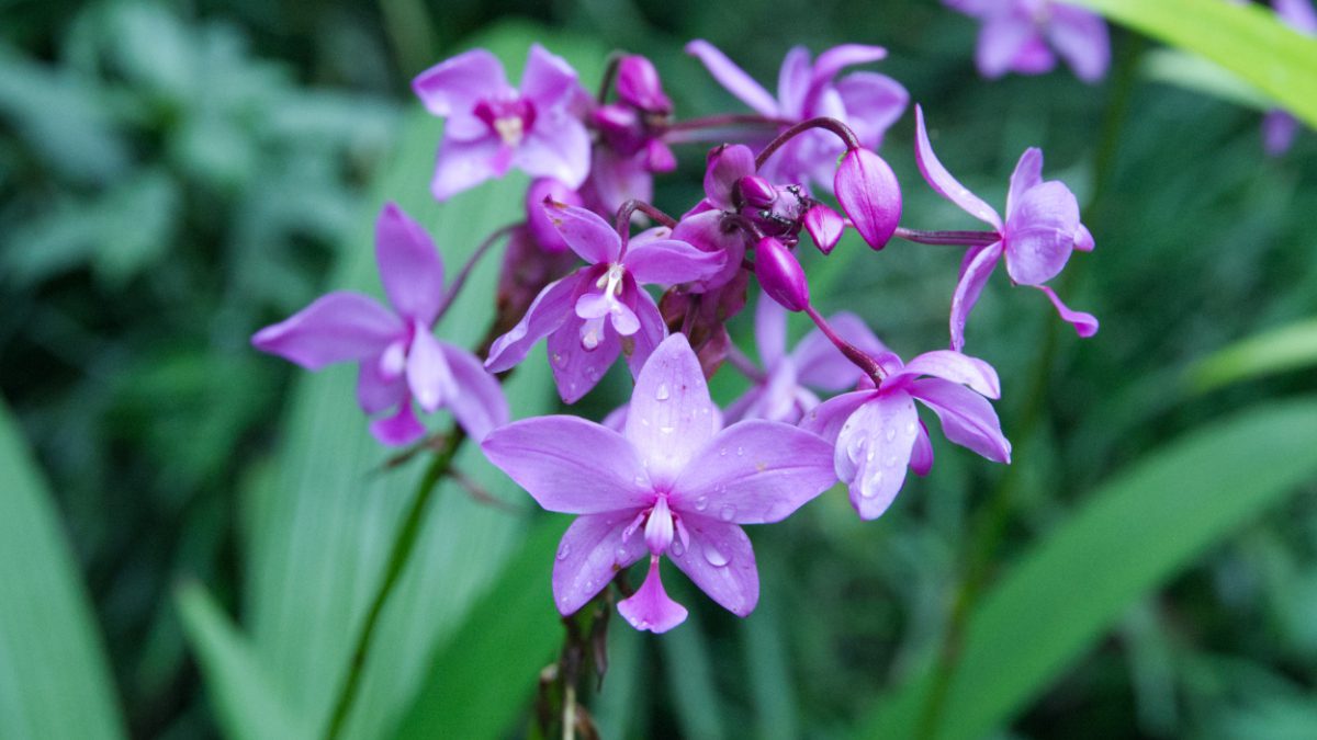 Un jardín botánico lleno de orquídeas en Misahualli, Río Napo