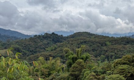 Wayra Reserve: Rewilding near the Guacamayos Ridge
