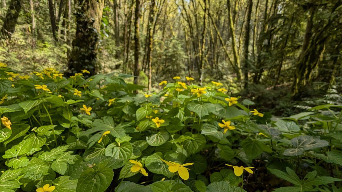 Spring Wildflowers on Our Favorite Forest Park Loop