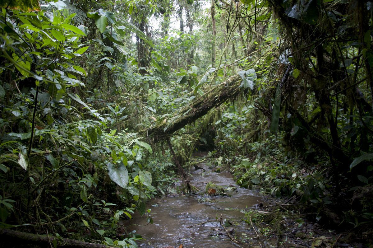 Los mejores senderos de Bellavista