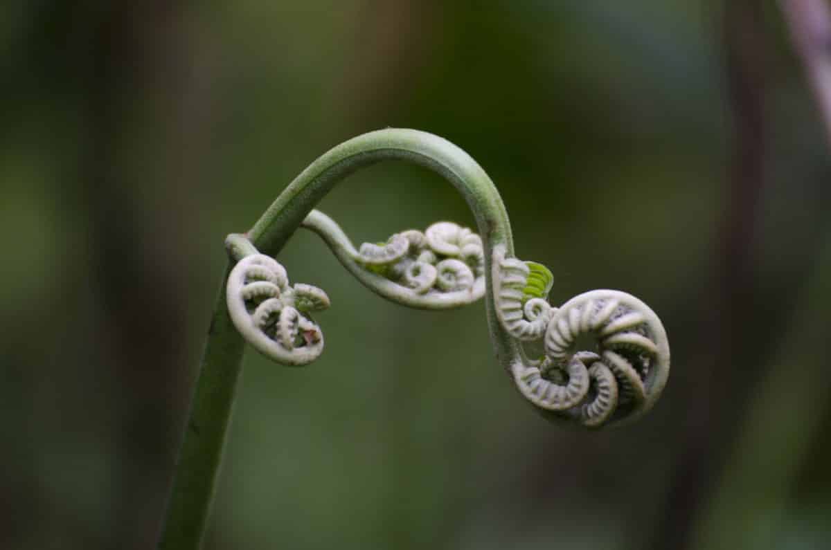An unfurling Bull Horn Fern, Bellavista Lodge, Ecuador | ©Angela Drake An unfurling Bull Horn Fern, Bellavista Lodge, Ecuador | ©Angela Drake