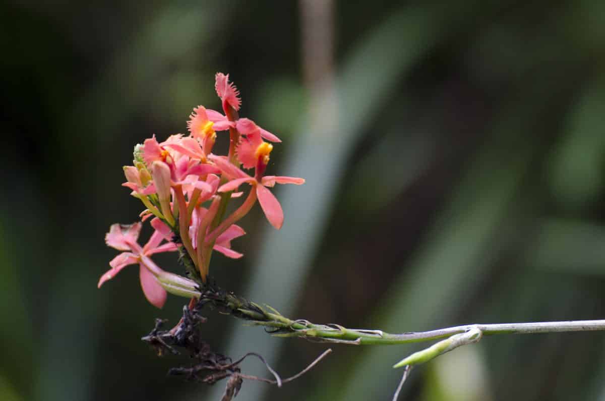 A close-up of a gorgeous wild orchid; Bellavista Reserve, Tandayapa, Ecuador | ©Angela Drake A close-up of a gorgeous wild orchid; Bellavista Reserve, Tandayapa, Ecuador | ©Angela Drake