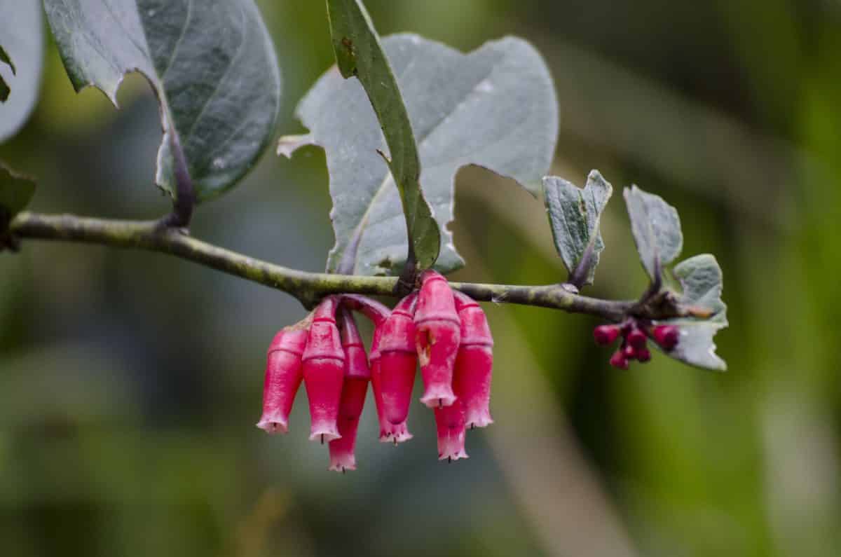 One variety of Inca Earrings - there are many more; Bellavista Reserve, Ecuador | ©Angela Drake One variety of Inca Earrings - there are many more; Bellavista Reserve, Ecuador | ©Angela Drake