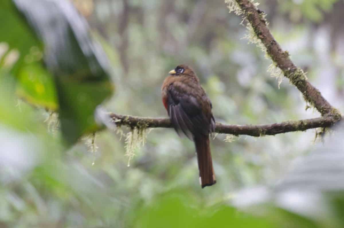 Female Masked Trogon; Bellavista Reserve, Tandayapa, Ecuador | ©Angela Drake Female Masked Trogon; Bellavista Reserve, Tandayapa, Ecuador | ©Angela Drake
