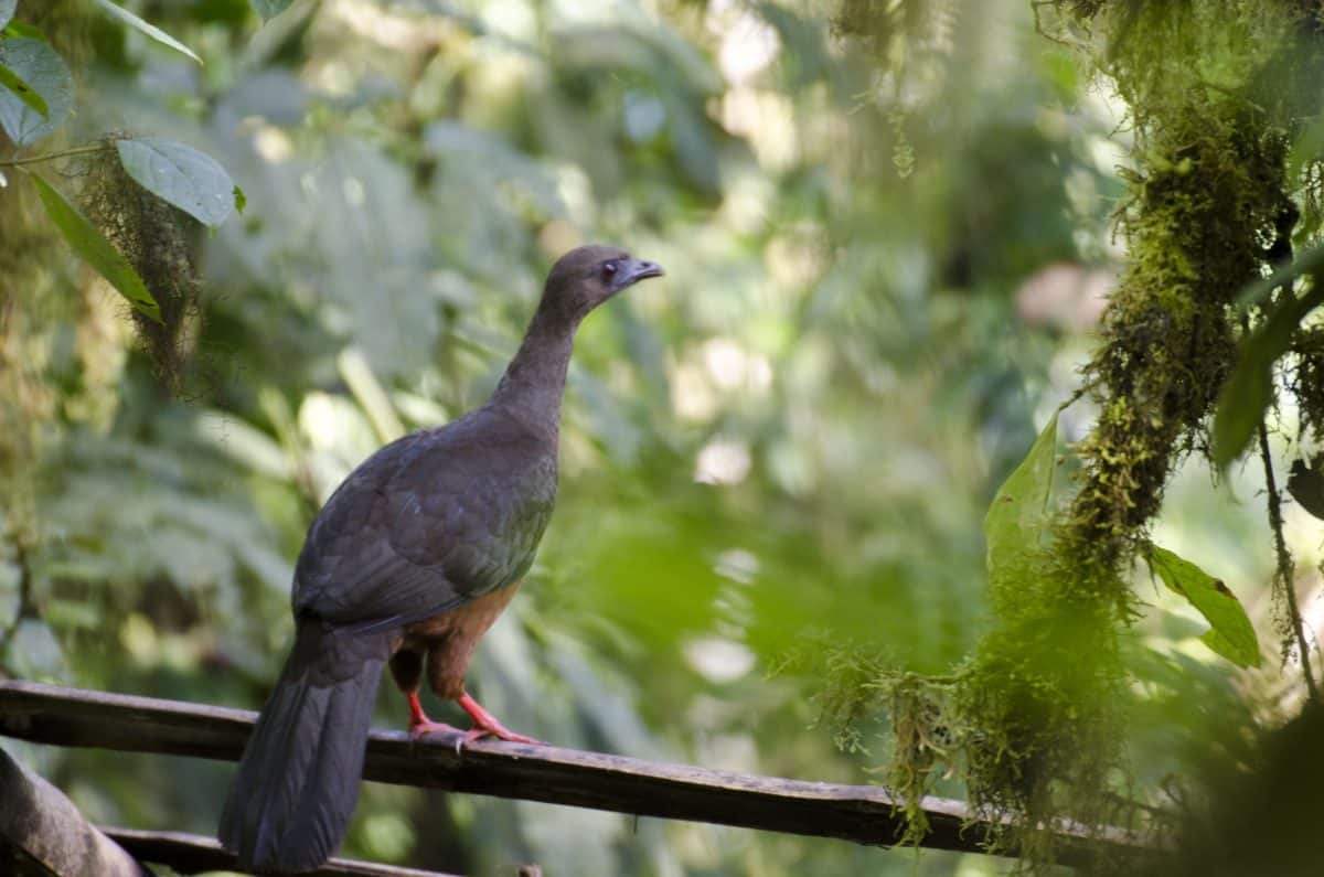 The Sickle-winged Guan hanging out by the compost heap; Bellavista Reserve, Tandayapa, Ecuador | ©Angela Drake The Sickle-winged Guan hanging out by the compost heap; Bellavista Reserve, Tandayapa, Ecuador | ©Angela Drake