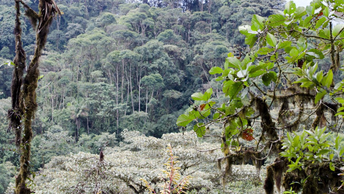 Looking across at primary forest from an opening in the trail; Bellavista Reserve, Tandayapa, Ecuador | ©Angela Drake Looking across at primary forest from an opening in the trail; Bellavista Reserve, Tandayapa, Ecuador | ©Angela Drake