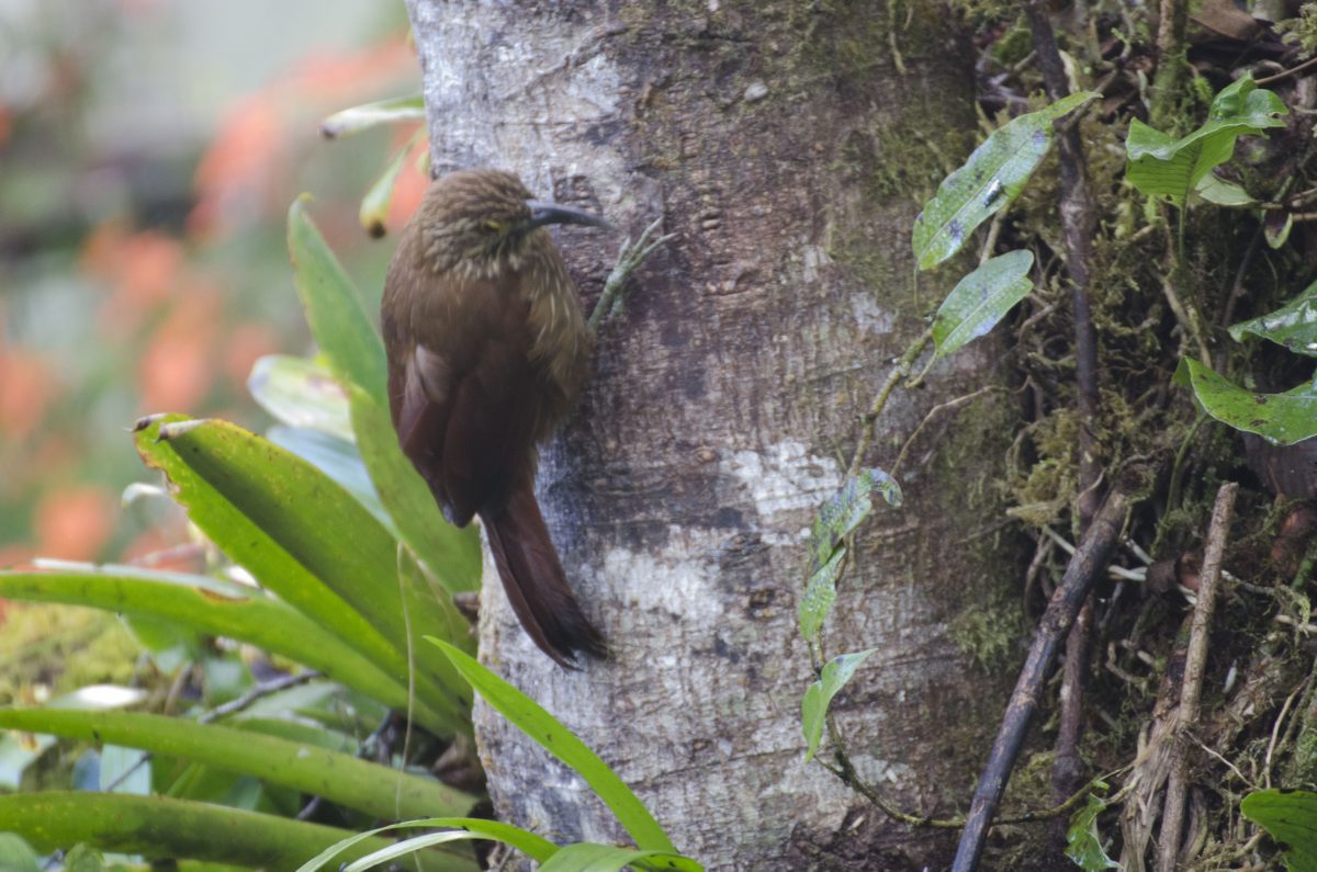 Strong-billed Woodcreeper; Bellavista Reserve, Tandayapa, Ecuador | ©Angela Drake Strong-billed Woodcreeper; Bellavista Reserve, Tandayapa, Ecuador | ©Angela Drake