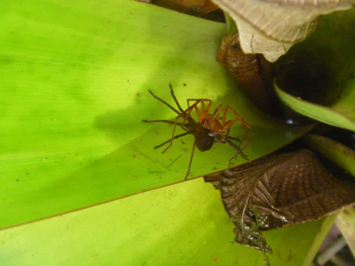 Spiders in the Cloud Forest; Bellavista Reserve, Tandayapa, Ecuador | ©Angela Drake Spiders in the Cloud Forest; Bellavista Reserve, Tandayapa, Ecuador | ©Angela Drake