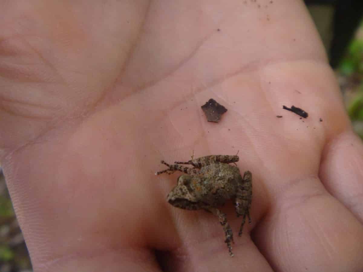 A small frog on a Bellavista hiking trail; Tandayapa, Ecuador | ©Angela Drake A small frog on a Bellavista hiking trail; Tandayapa, Ecuador | ©Angela Drake