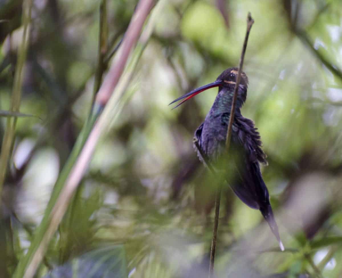 White Whiskered Hermit, Mindo, Ecuador | ©Angela Drake