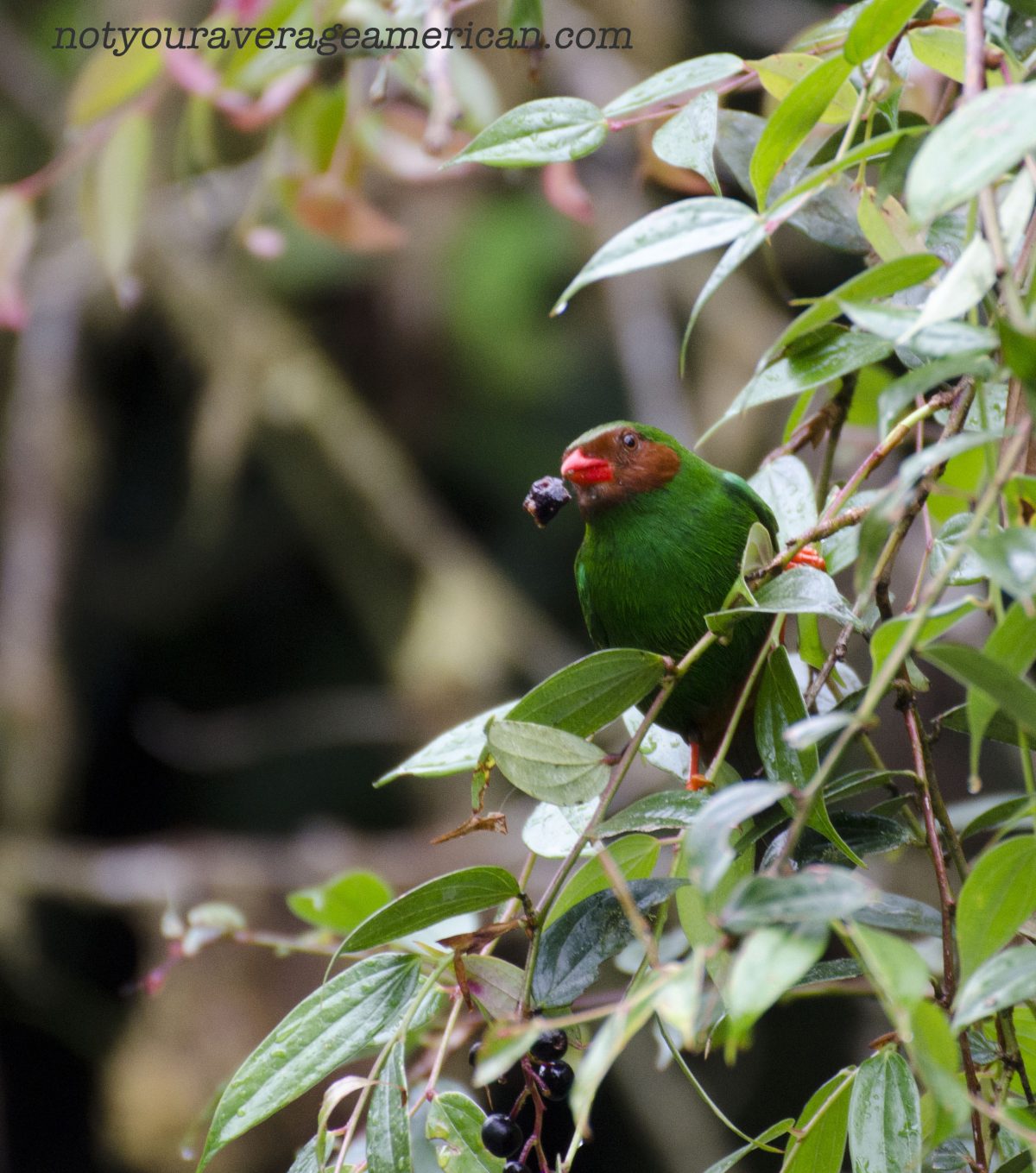 Grass-green Tanager enjoys breakfast; Bellavista Reserve, Tandayapa, Ecuador | ©Angela Drake Grass-green Tanager enjoys breakfast; Bellavista Reserve, Tandayapa, Ecuador | ©Angela Drake