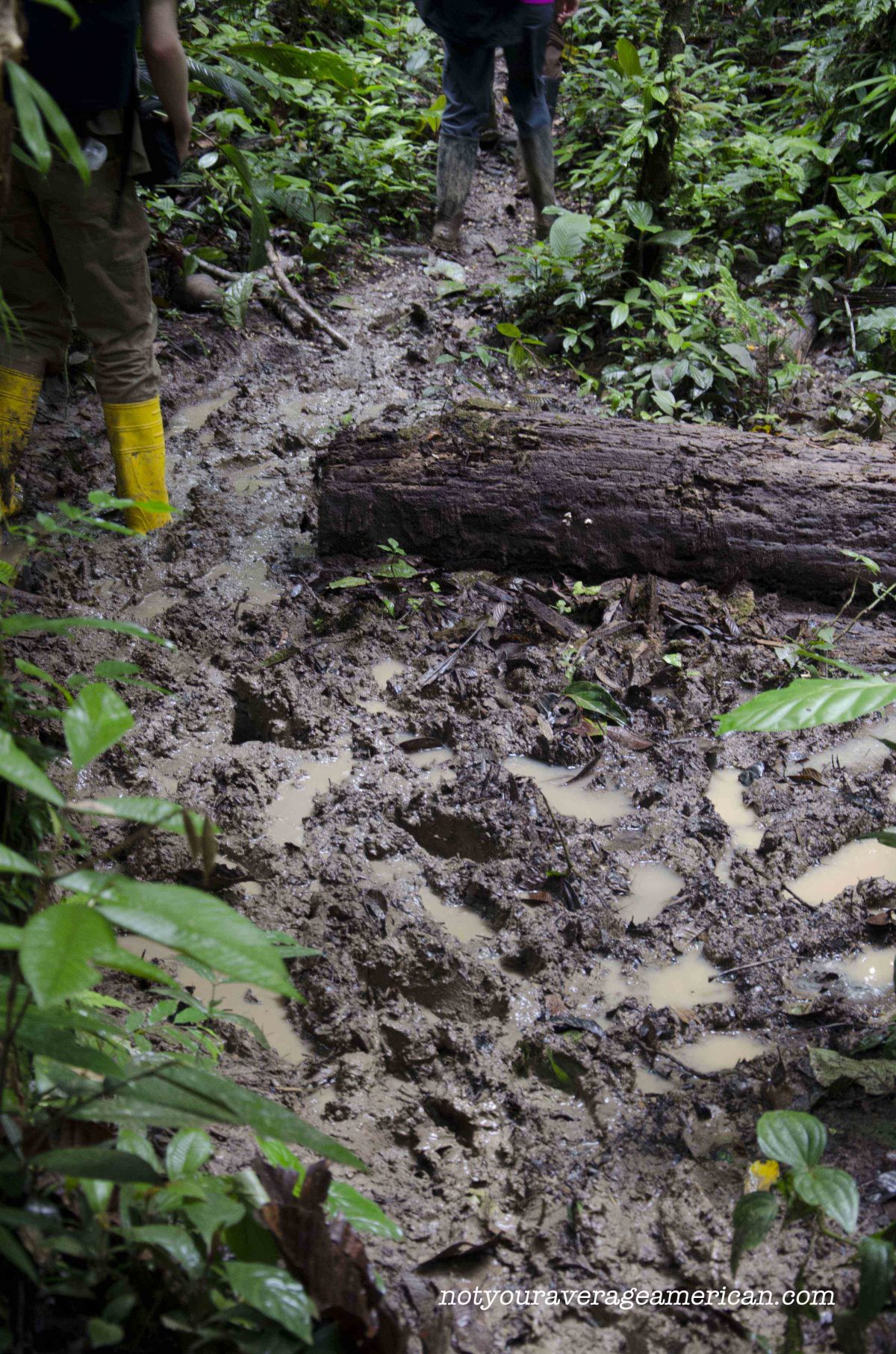 Many of the trails were so muddy that it was best to hike in rain boots, Huaorani Lodge Many of the trails were so muddy that it was best to hike in rain boots, Huaorani Lodge