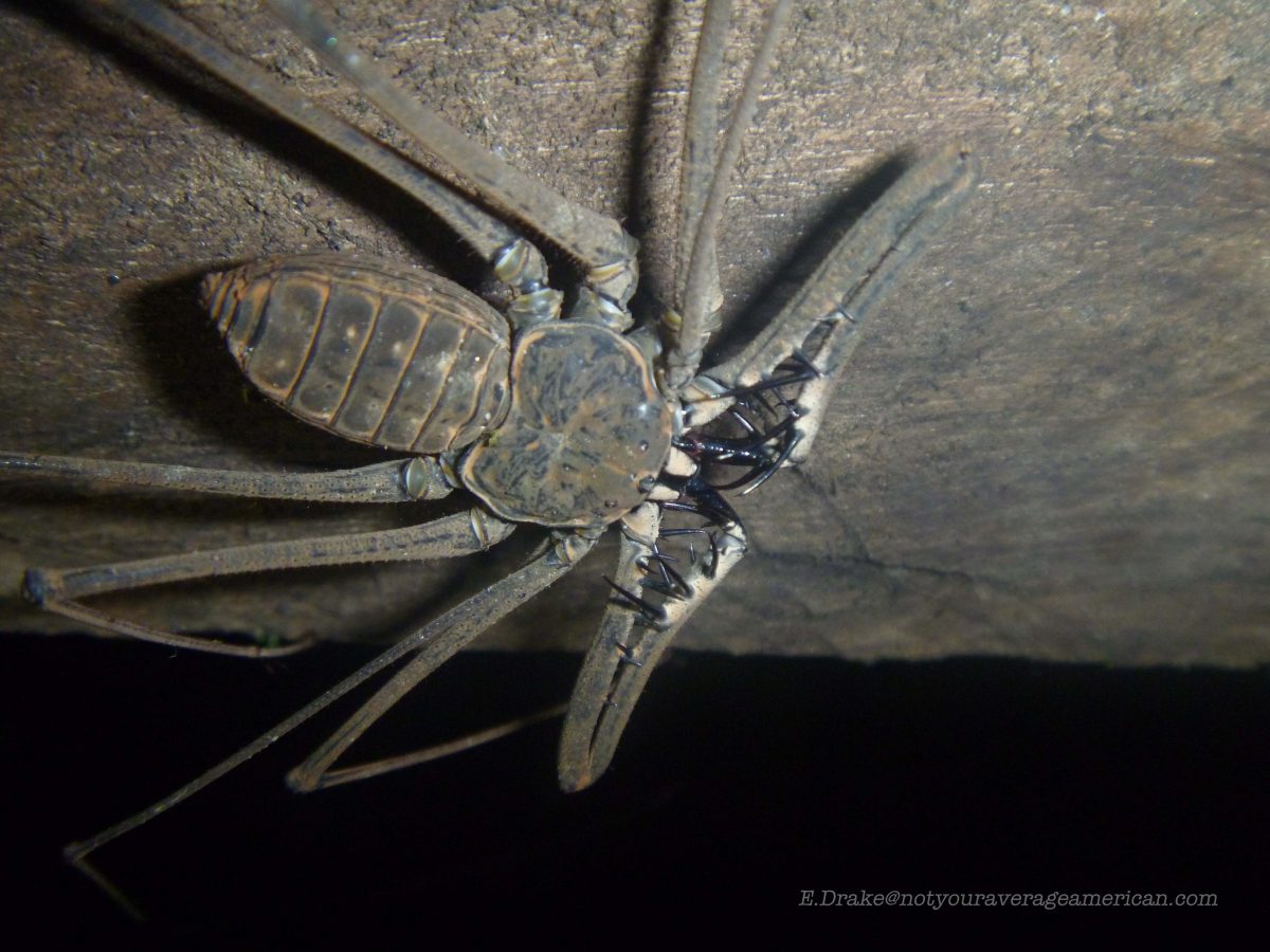 Creepy Crawlies of the Night