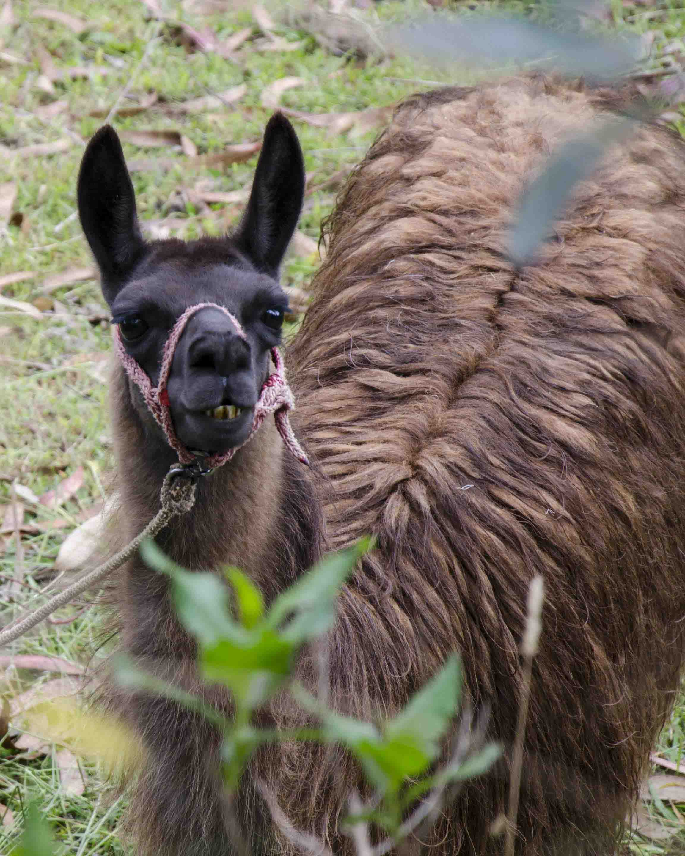 A local llama (you can tell by his banana shaped ears). Llama, Trail at Ingapirca, Cañar, Ecuador