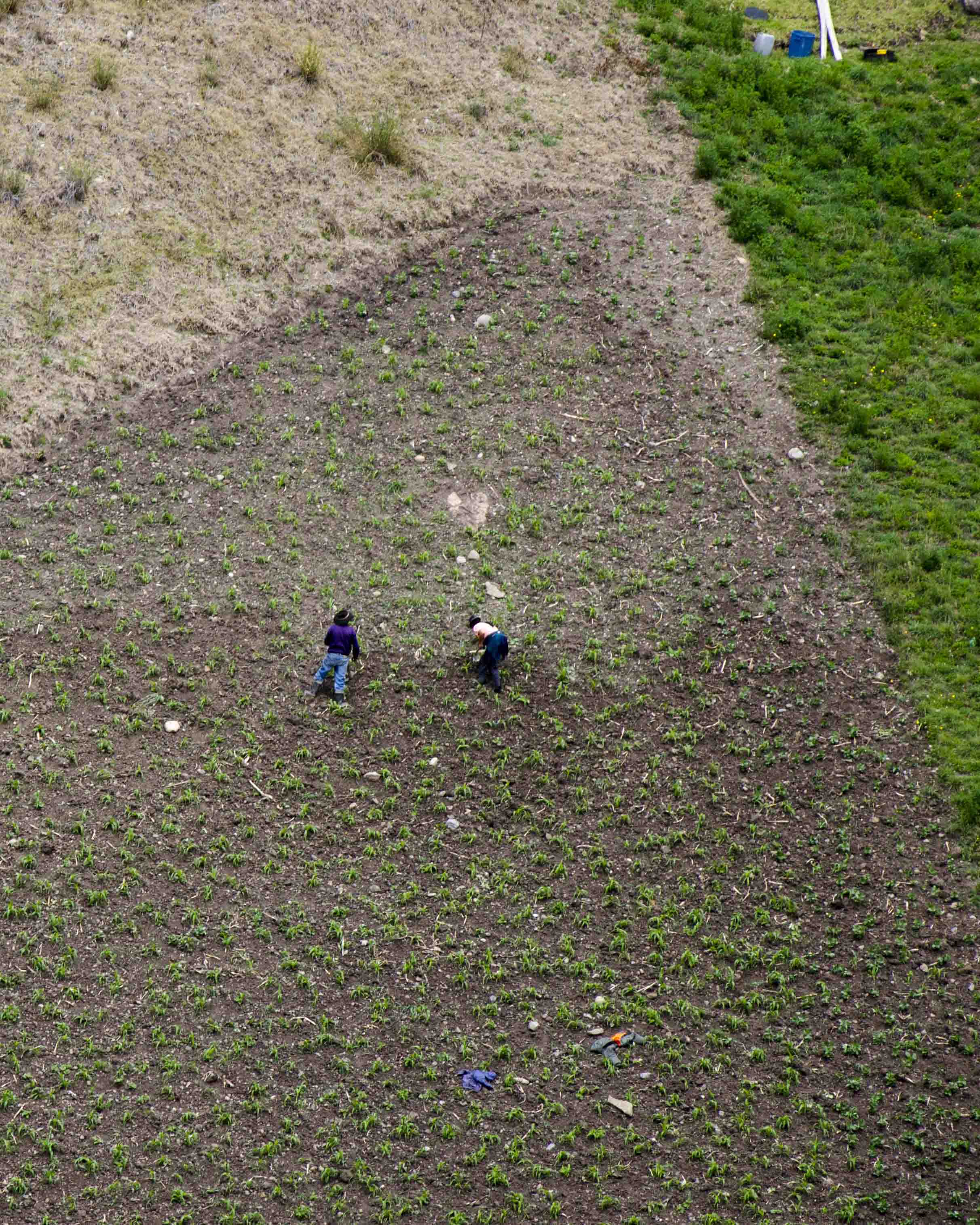 Two local workers hoe an incredibly steep field of corn. Local Farmers, Ingapirca Trails, Cañar, Ecuador