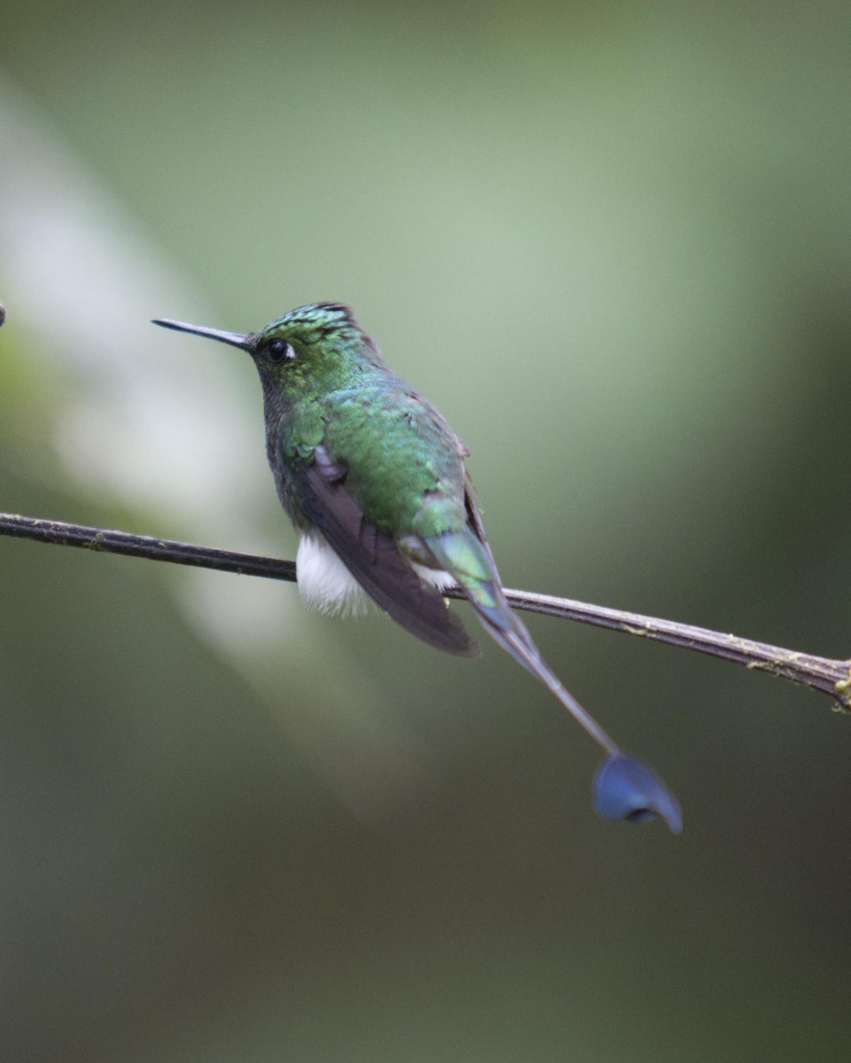 Booted Rackettail hummingbird | ©Angela Drake Booted Rackettail hummingbird | ©Angela Drake