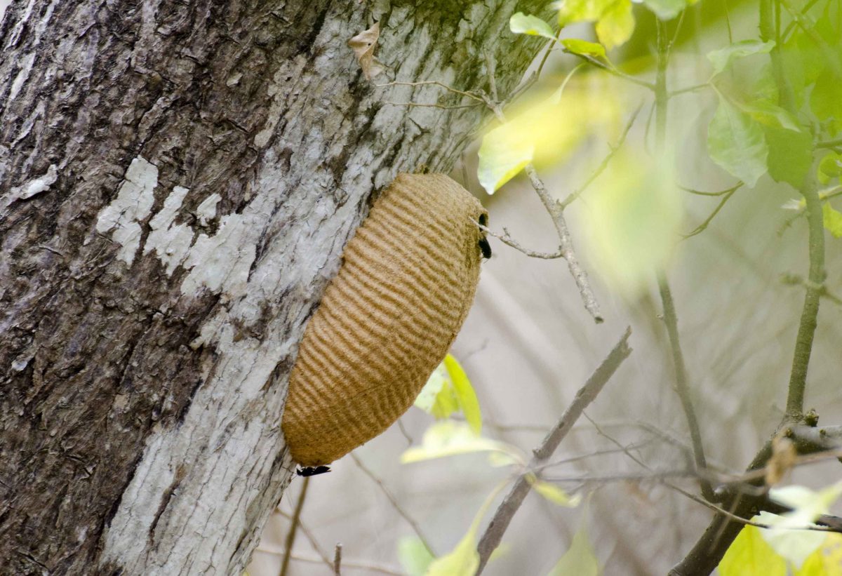 Large wasp nest in Ecuador, a reminder of unexpected risks when traveling in remote regions.