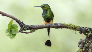Booted-Rackettail