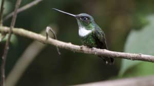 Collared Inca