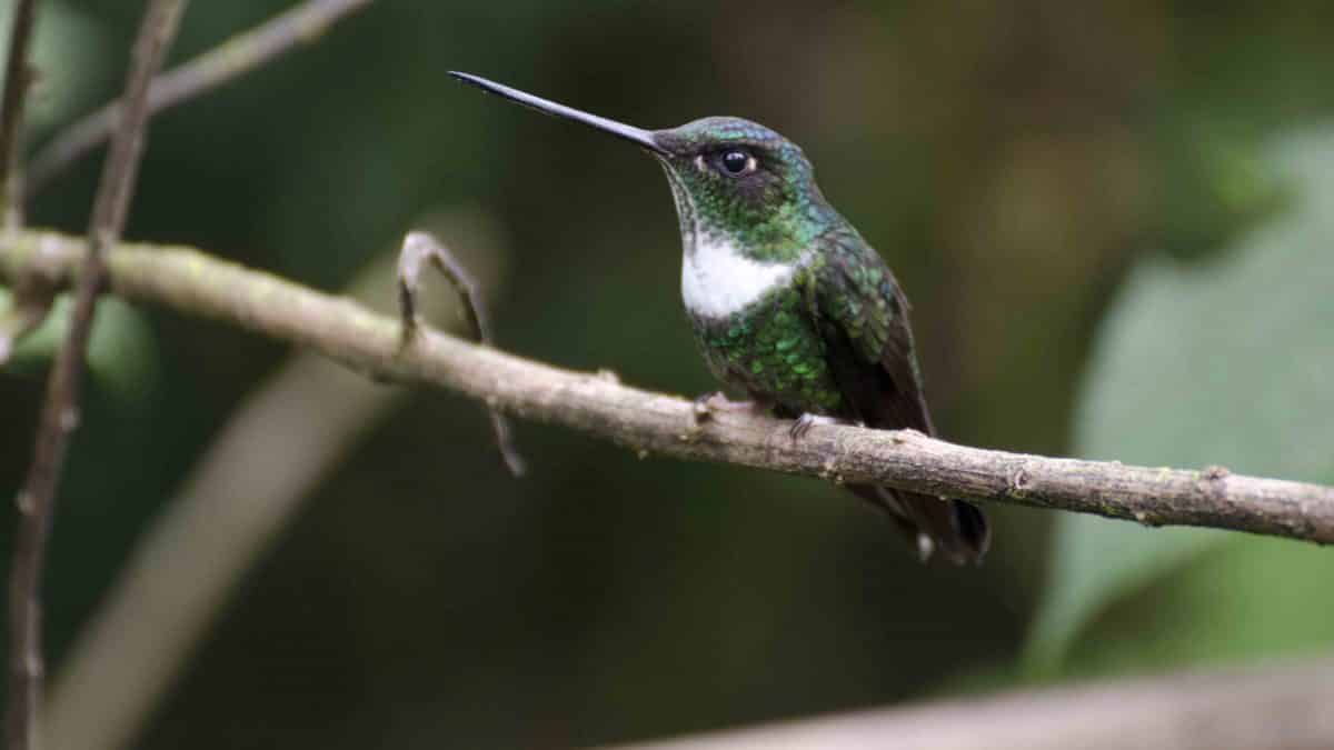 Collared Inca