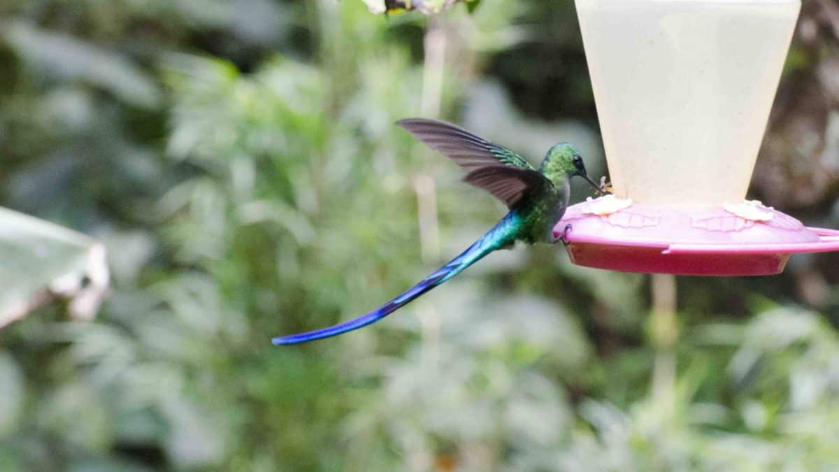 Long-tailed Sylph