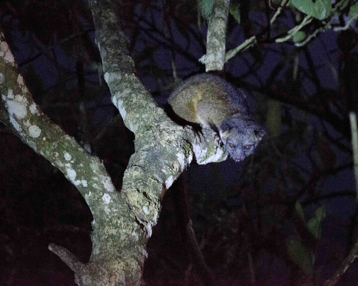An Olinguito in Tandayapa | ©Angela Drake An Olinguito in Tandayapa | ©Angela Drake