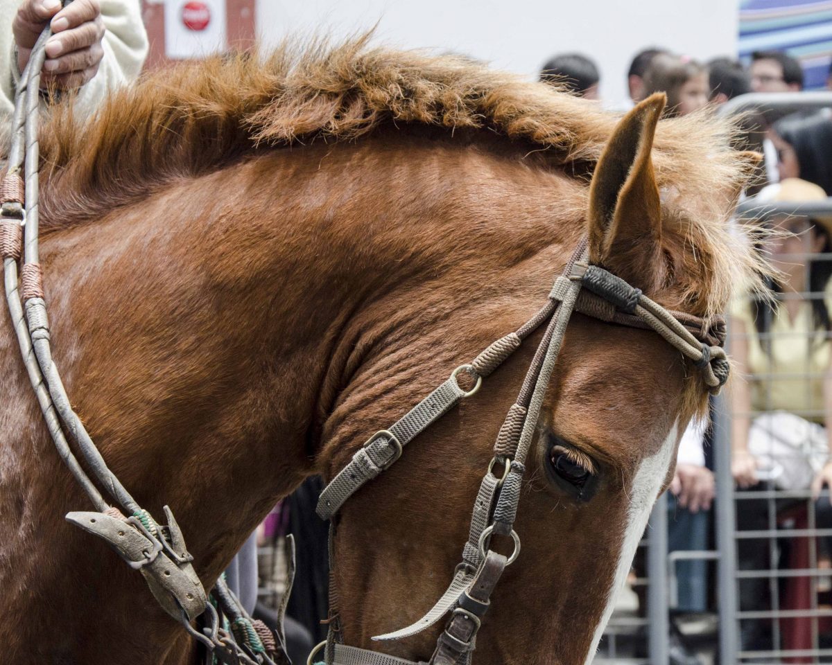Close-up of the head, and mane of a roan colored horse